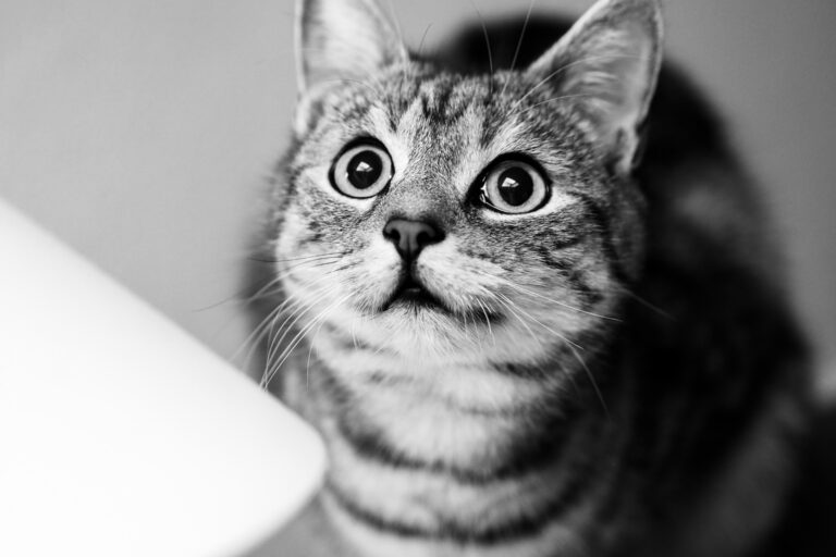Le chat voit-il des trucs que je vois pas?