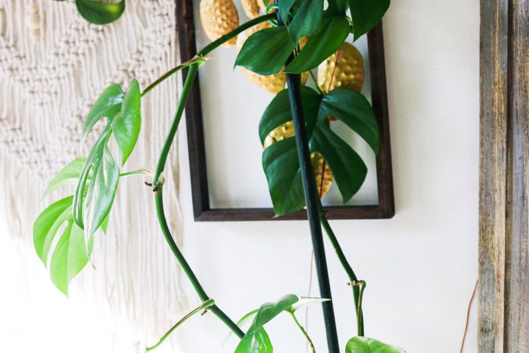 Bouturer une monstera, c&rsquo;est facile! Tuto inside!