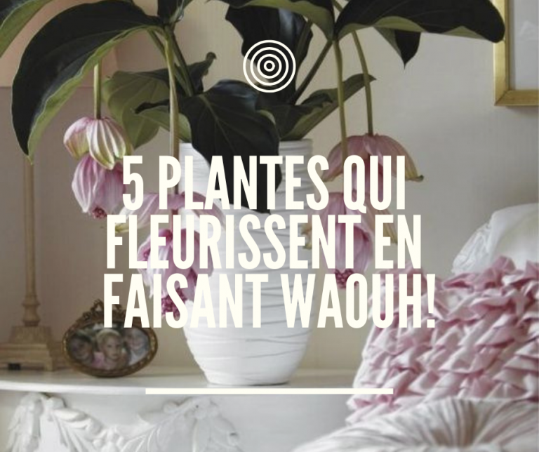 5 plantes qui fleurissent en faisant waouh!