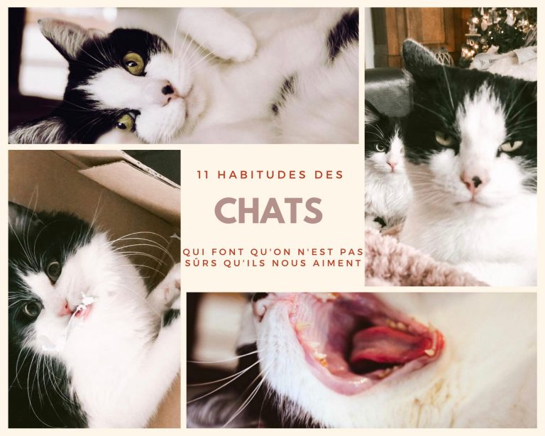 11 habitudes des chats qui font qu&rsquo;on n&rsquo;est pas tellement sûrs qu&rsquo;ils nous aiment…